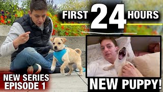 My FIRST 24 HOURS Coaching a NEW PUPPY! Actuality Canine Coaching