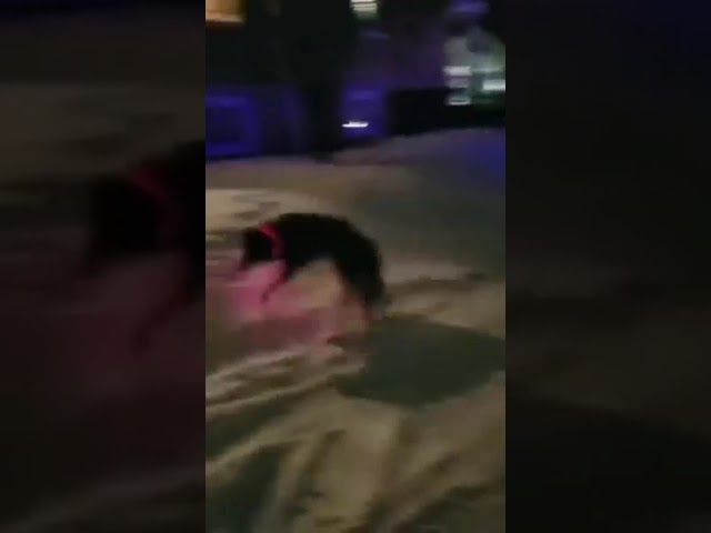 Vídeo relacionado con NOVKIN Paquete de 2 luces de perro con USB recargable, color cambiante collar de perro, IP67 impermeable LED luces de seguridad para perrosluz (arco iris y arco iris)