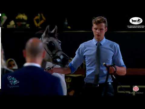 N 35 HH FAJR   The Kingdom International Championship For AH 2022   Yearling Fillies Class 1C