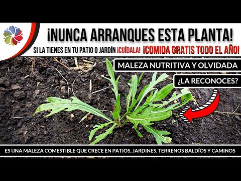 🌱 Si esta PLANTA te SALE en el PATIO de tu CASA, NUNCA la ARRANQUES ¡CULTIVO OLVIDADO y NUTRITIVO!