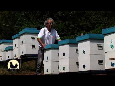 Iskustva profi pčelara - S. Jevtić, Kostolac