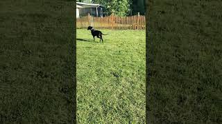 Video preview image #1 Great Dane Puppy For Sale in Wheaton, IL, USA