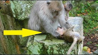 WOW! Tima angry and bite baby Brutus Jr for protect her baby Timo| B Jr hurt run fast to Mother.