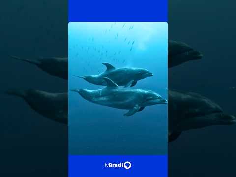 Série Criaturas do Grande Azul explora a Ilha dos Três Reis