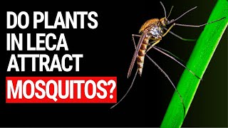 Do Semi Hydroponics Setups Outdoors Attract Mosquitos?