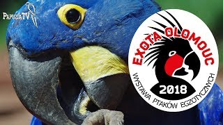 Exota Olomouc 2018 - часть 1