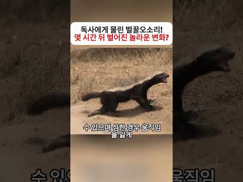 독사에게 물린 벌꿀오소리! 몇 시간 뒤 벌어진 놀라운 변화?   #벌꿀오소리 #블랙맘바 #뱀 #야생동물 #동물의세계