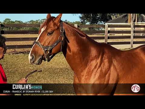 Curlin's Honor 2021 Pleasant Acres Stallions Virtual Stallion Show