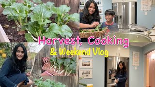 Organic Gardening, Harvest, Cooking Filipino Soup and Weekend Vlog