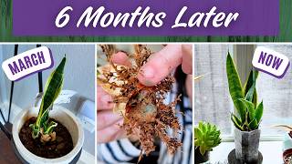 Planty Rescue Update: My Friends' Plants Are THRIVING