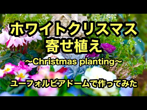 クリスマスにアマリリスを再び咲かせるにはどうすればよいですか?内に秘められた計り知れない美しさ  庭園