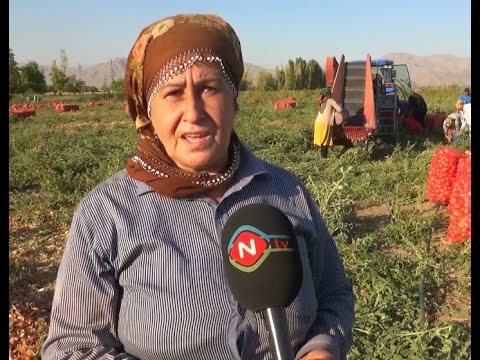 Ailə təsərrüfatları - 29.09.2021