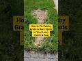 Shorts How To Fix Patchy Grass And Bare Spots In Your Lawn Quick Easy Lawncare Lawnmaintenance
