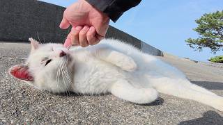マロ猫をモフっていたら、ハチワレ猫が可愛いポーズを見せてきた