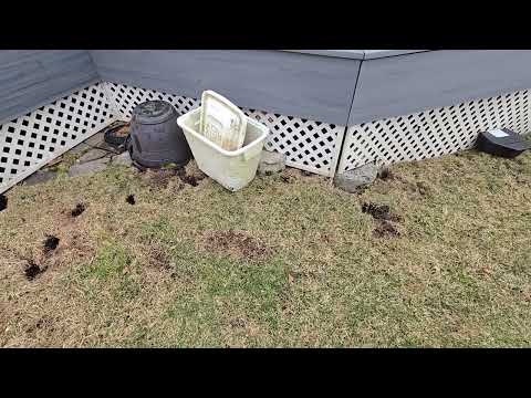 A Lot of Rat Burrows Around the Home in Edison, NJ