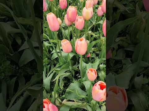 As of April 30th, 2023, Skagit Valley, Seattle, WA.. a stunning display of colorful tulip fields.