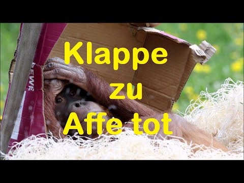 Klappe zu Affe tot