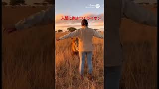 人間が大好きなライオン