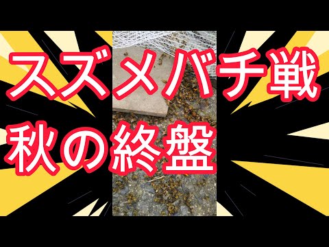 経済学科 晴蜂雨読⑬／スズメバチ戦、秋の終盤 (10月、その2)／山崎亮一／字幕付き