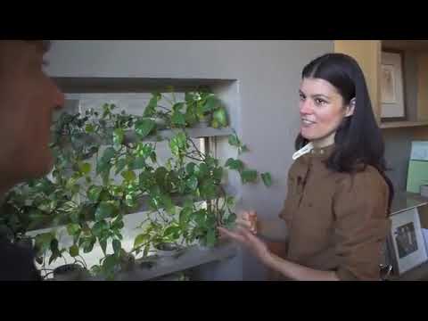 Houseplant 101 Houseplant Home Makeover #AgriClinic #DocGerms #BiologicalFarming