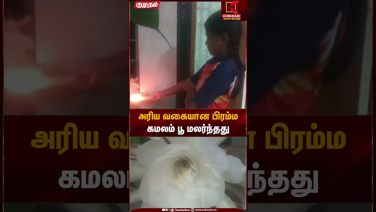 அரிய வகையான பிரம்ம கமலம் பூ மலர்ந்தது |  Thiruppur Rare Flower | Kumudam News