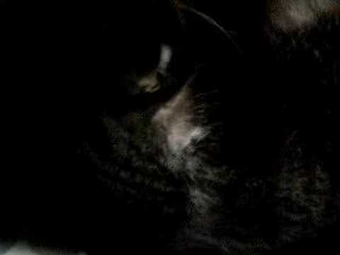 El gato no se mueve y hermano y el amigo son potos