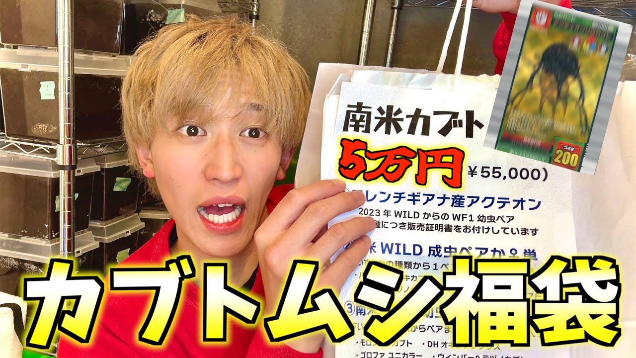 【カブトムシ福袋】お正月からとても幸せな気持ちです🎍アクティオンゾウカブト、ゴロファ・ユニカラー、シボレーヘラヅノカブト