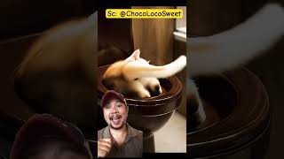 Download lagu Kamu suka tidur dimana Meng!!?? #cat #funny #cute #comedy #ai #shortsviral mp3