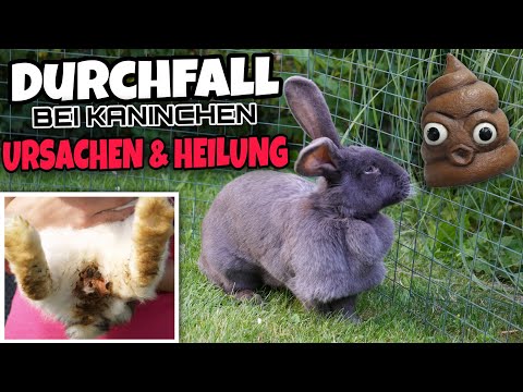 , title : 'DURCHFALL bei Kaninchen 💩(Ursachen & Heilung) 🏥 | Schustrich S 2.0 ⭐'