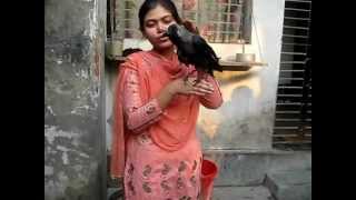 Kamini, The Talking Crow from Rajshahi