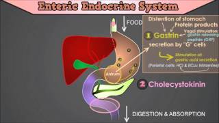 Control of the GI Tract: The Roles of Gastrin, CCK, Secretin, Motilin and Gastric Inhibitory Peptide