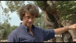 Alberto Angela "Ulisse Masseria Brancati" Oliveto Monumentale