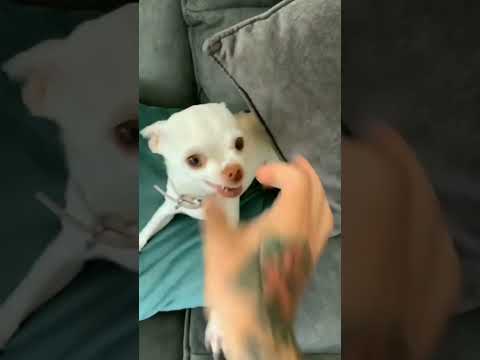 😡Angry dog barks🐈🐈 #dog #shorts #youtuber #high #animal