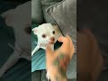 😡Angry dog barks🐈🐈 #dog #shorts #youtuber #high #animal