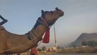 preview picture of video 'camel.. neemrana Rajasthan'