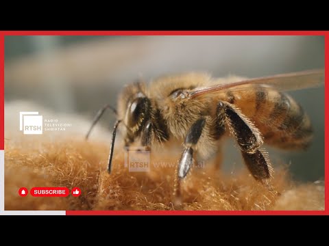 Bleta, “mbretëresha” e njerëzimit - mjalti dhe produktet e tjera, garancia e produkteve shqiptare