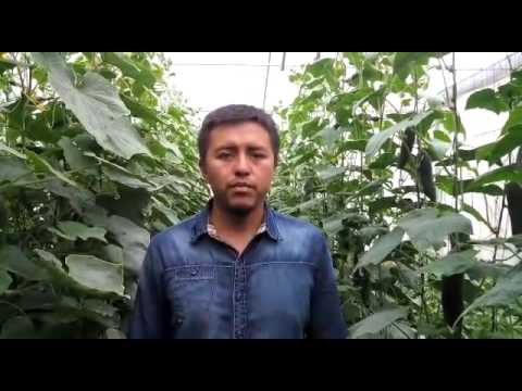 , title : 'Cultivo de pepino en Invernaderos'