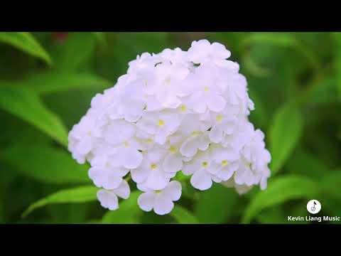 Nature's Symphony: Flowers and Relaxing Music for Stress Relief | Kevin Liang Music