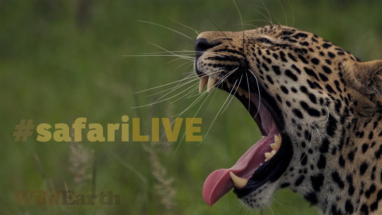 safariLIVE - Sunrise Safari - Dec. 19, 2017