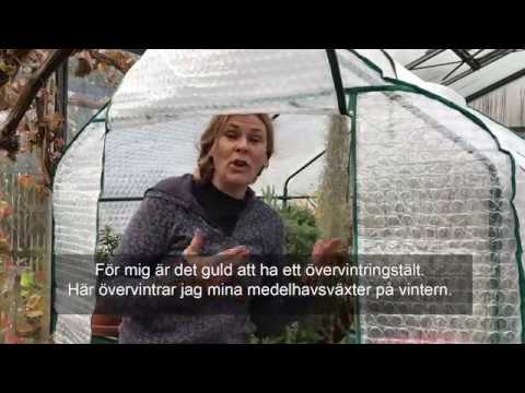 Övervintra medelhavsväxter