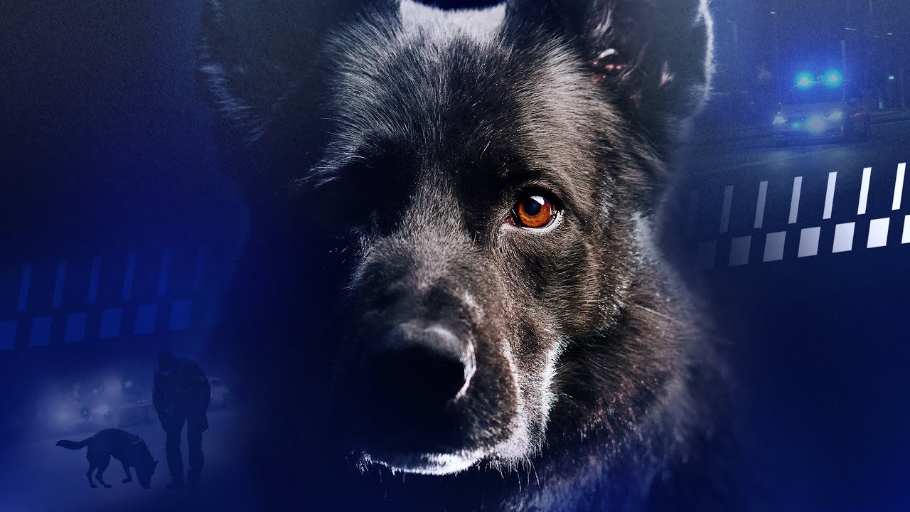 Thor - Denmark's best police dog