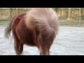 Three - Real Pony Dance #DancePonyDance ...