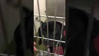 Very Sturdy and Determined Boy!