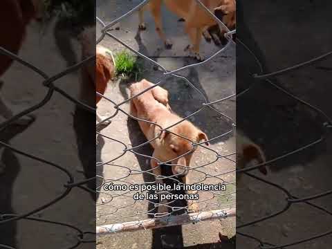 Señores ALCALDÍA DE ARGELIA ANTIOQUÍA! No más negligencia, no mas mirar a otro lado! Actúen ya!!