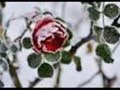 Nox Arcana -The Rose Of Winter