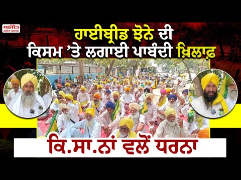 ਹਾਈਬ੍ਰੀਡ ਝੋਨੇ ਦੀ ਕਿਸਮ ’ਤੇ ਲਗਾਈ ਪਾਬੰਦੀ ਖ਼ਿਲਾਫ਼  ਧਰਨਾ