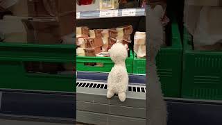 little llama&#39;s adventure special: going to the grocery  song credits: @TubbyNug #llama #adventure