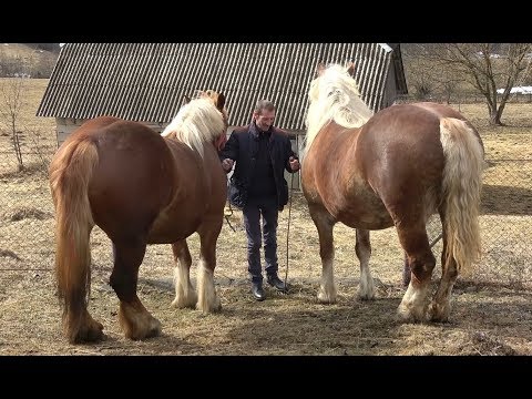 Iepele lui Nicusor de la Abrud, Alba - 2019 Nou !!!