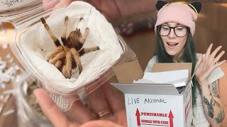 SPICY Female Aphonopelma Johnnycashi UNBOXING + Cute Bouncy Jumping Spiders!!