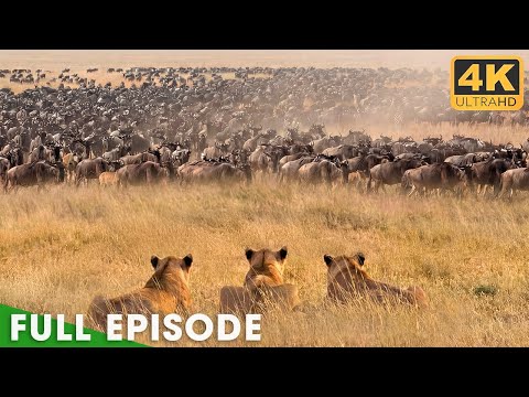 WILD SERENGETI | Battle for Survival (Full Episode) | Nature Animal Documentary